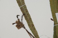 單葉雙蓋蕨藏品圖，第2張
