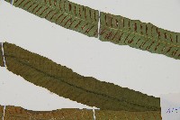 單葉雙蓋蕨藏品圖，第3張