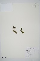 盾形單葉假脈蕨藏品圖，第1張