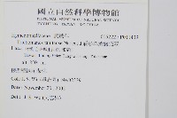 盾形單葉假脈蕨藏品圖，第2張