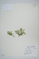 膜葉卷柏藏品圖，第1張