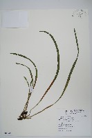 書帶蕨藏品圖，第1張