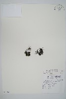 團扇蕨藏品圖，第1張