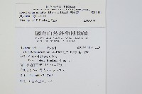 團扇蕨藏品圖，第2張