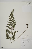 愛德氏肋毛蕨藏品圖，第1張