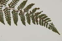 愛德氏肋毛蕨藏品圖，第2張