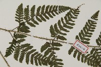 愛德氏肋毛蕨藏品圖，第3張