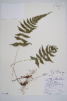 東洋蹄蓋蕨藏品圖，第1張