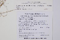 東洋蹄蓋蕨藏品圖，第2張