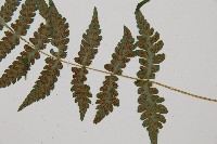 東洋蹄蓋蕨藏品圖，第3張