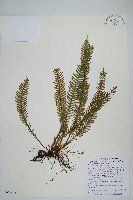 穴子蕨藏品圖，第1張