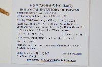 帶狀瓶爾小草藏品圖，第2張