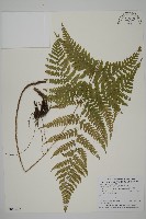 愛德氏肋毛蕨藏品圖，第1張