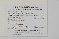 愛德氏肋毛蕨藏品圖，第2張