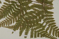 愛德氏肋毛蕨藏品圖，第3張