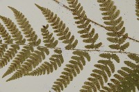 愛德氏肋毛蕨藏品圖，第4張