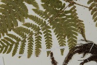 愛德氏肋毛蕨藏品圖，第5張