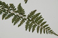密腺蹄蓋蕨藏品圖，第3張