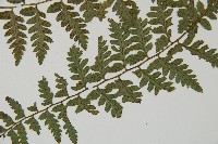 密腺蹄蓋蕨藏品圖，第5張
