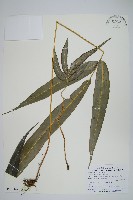 爪哇鳳尾蕨藏品圖，第1張