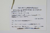 爪哇鳳尾蕨藏品圖，第2張