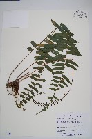 大刺蕨藏品圖，第1張