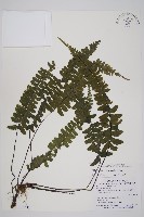 生芽鐵角蕨藏品圖，第1張