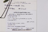 生芽鐵角蕨藏品圖，第2張