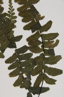 生芽鐵角蕨藏品圖，第3張