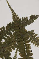生芽鐵角蕨藏品圖，第4張