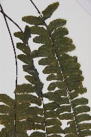 生芽鐵角蕨藏品圖，第5張