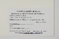 傅氏三叉蕨藏品圖，第2張