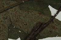 傅氏三叉蕨藏品圖，第3張