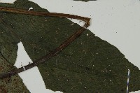 傅氏三叉蕨藏品圖，第4張