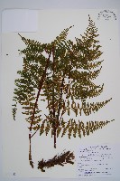 毛冷蕨藏品圖，第1張