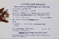 毛冷蕨藏品圖，第2張