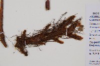 毛冷蕨藏品圖，第3張