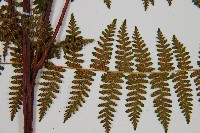 毛冷蕨藏品圖，第4張