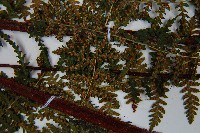 毛冷蕨藏品圖，第5張