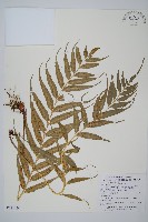 蘭嶼鐵角蕨藏品圖，第1張