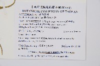 蘭嶼鐵角蕨藏品圖，第2張