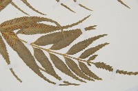 蘭嶼鐵角蕨藏品圖，第3張