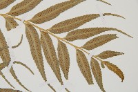 蘭嶼鐵角蕨藏品圖，第4張