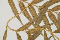 蘭嶼鐵角蕨藏品圖，第5張