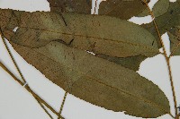 裂葉雙蓋蕨藏品圖，第3張