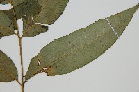 裂葉雙蓋蕨藏品圖，第4張