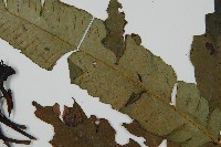 裂葉雙蓋蕨藏品圖，第5張