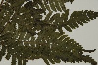 薄葉擬肋毛蕨藏品圖，第3張