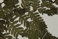 薄葉擬肋毛蕨藏品圖，第4張