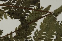 薄葉擬肋毛蕨藏品圖，第5張